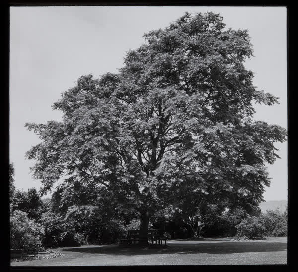 Park bench under specimen tree, 1943