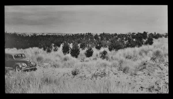 An emerging pine plantation, 1940
