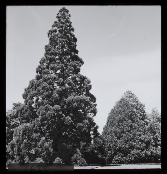 Giant sequoia, 1940