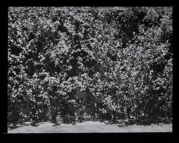 Vegetation covered building, 1940