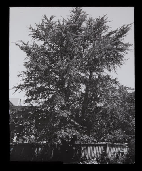 Established tree in a garden, 1940