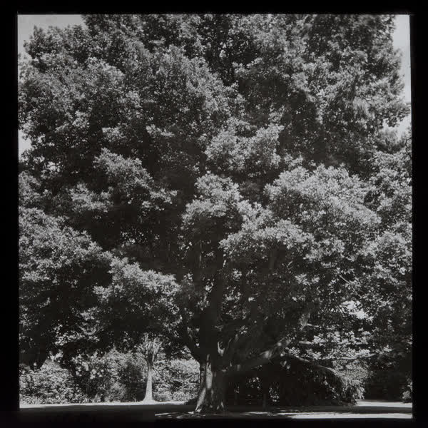 Specimen tree in Risingholme Park, 1943