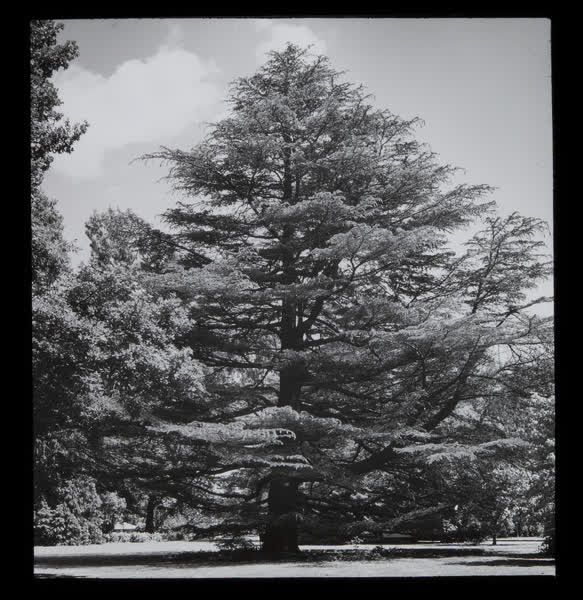 Large specimen tree, 1943