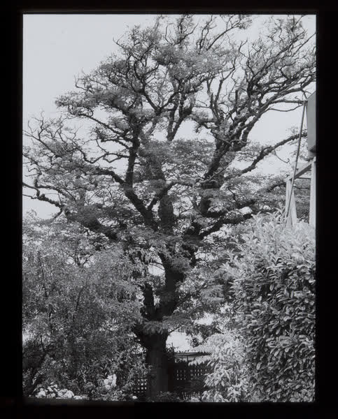 Specimen tree in a garden, 1940