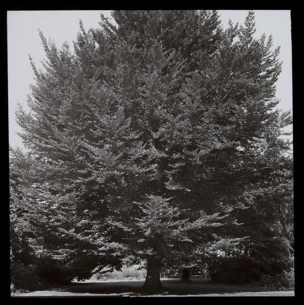 Specimen tree in a park, 1940