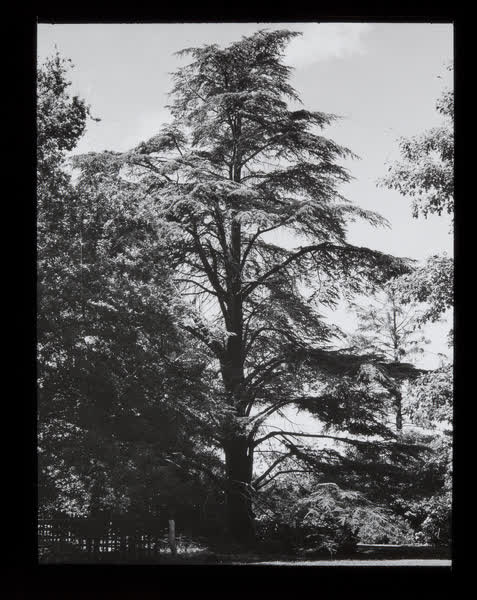 Specimen tree, 1943