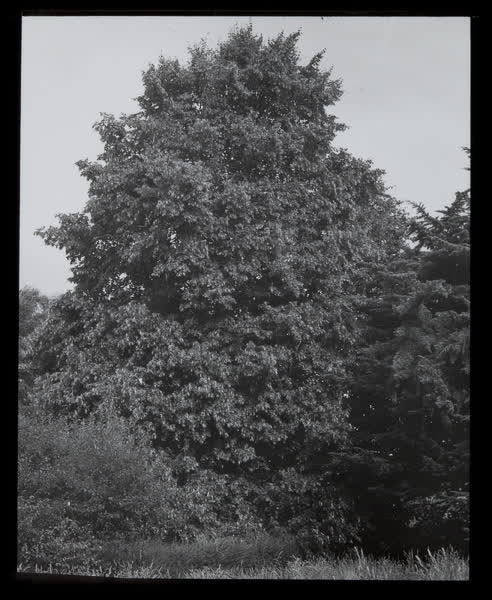 Large tree at Risingholme Park, 1943