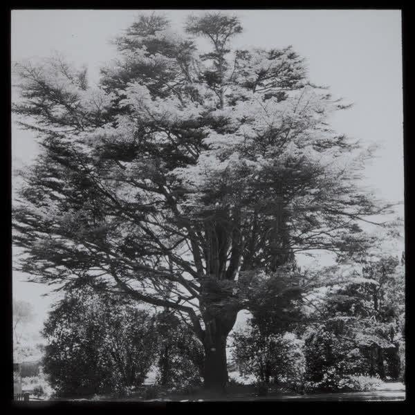 Established specimen tree, 1943