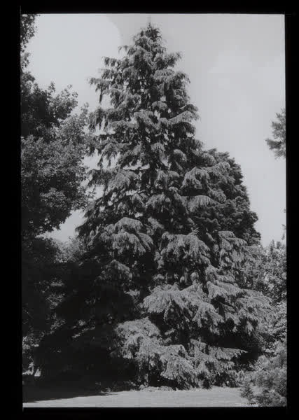 Established tree at Risingholme, 1943