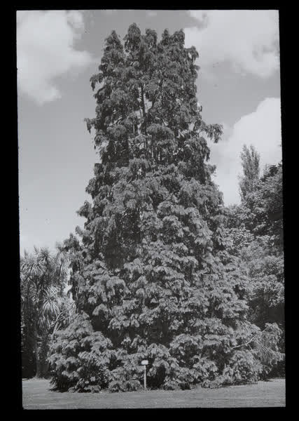 Specimen tree, 1943