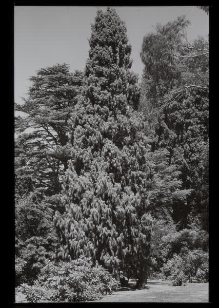 Established trees, 1940