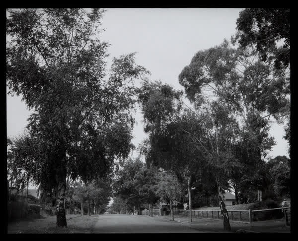 Tree lined street, 1940