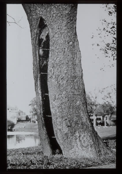 Crack in tree trunk, 1940