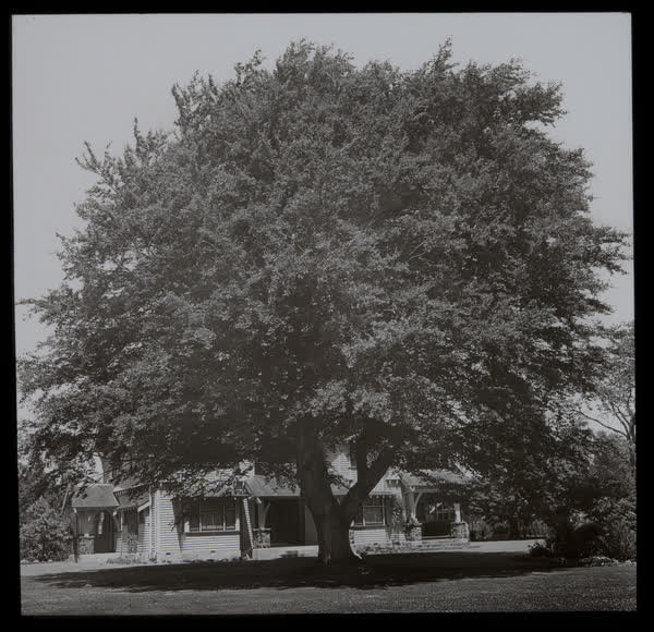 Established tree in a residential garden, 1940