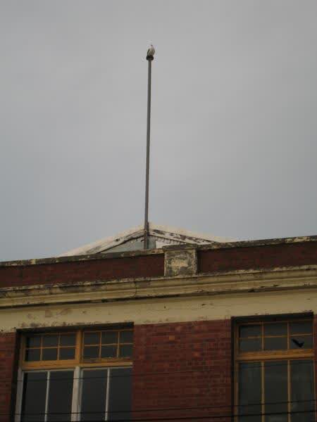 Seagull perched on CRC Salvage, 2009